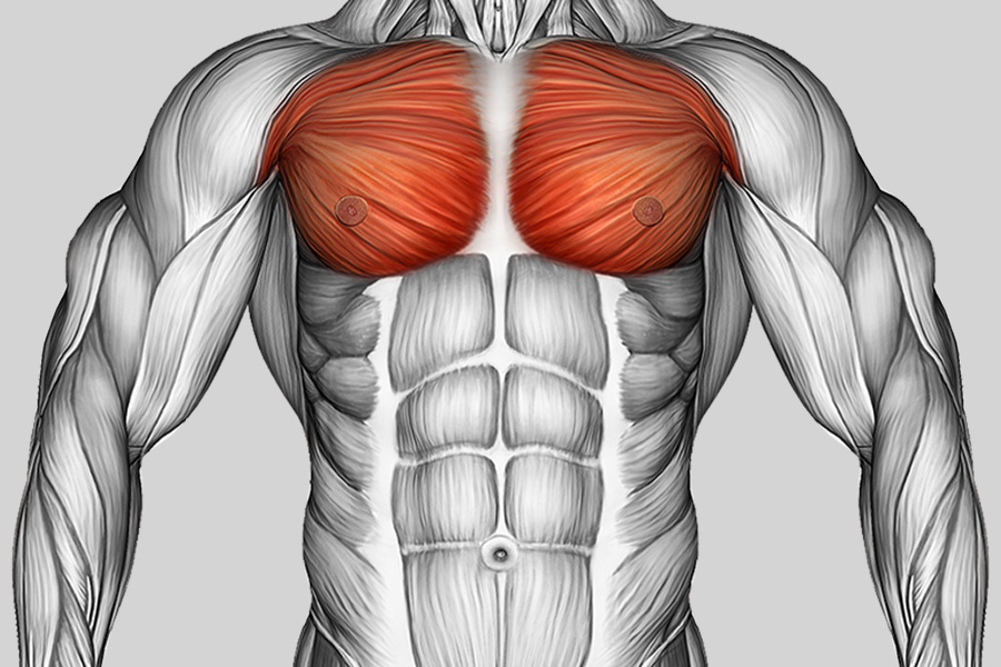 Exercise Category Muscles